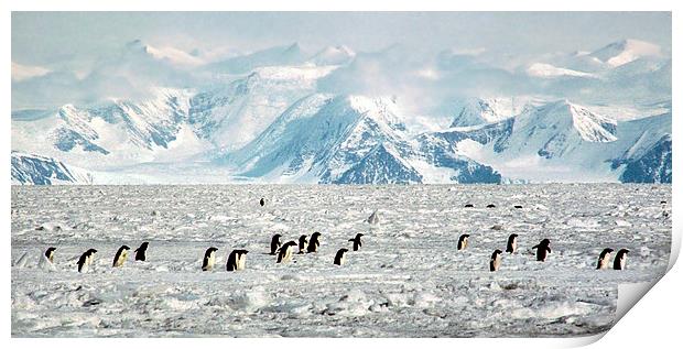 Penguin Highway Print by Carole-Anne Fooks