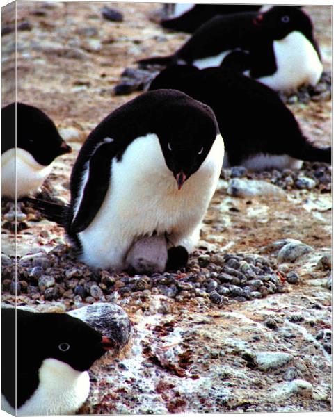 Get Back in the Warm Chick: Adelie Penguin Canvas Print by Carole-Anne Fooks