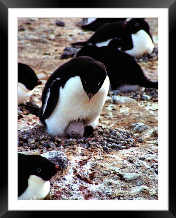 Get Back in the Warm Chick: Adelie Penguin Framed Mounted Print by Carole-Anne Fooks
