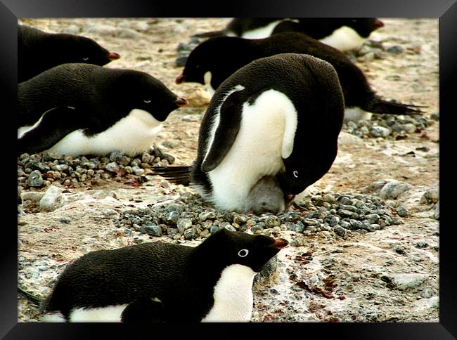 Get Back in the Warm Chick: Adelie Penguin Framed Print by Carole-Anne Fooks