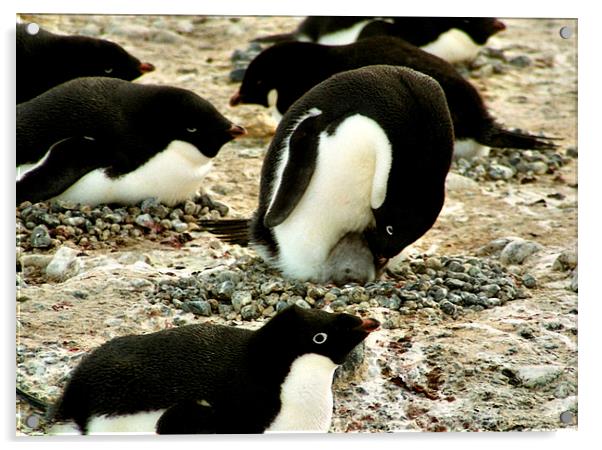 Get Back in the Warm Chick: Adelie Penguin Acrylic by Carole-Anne Fooks