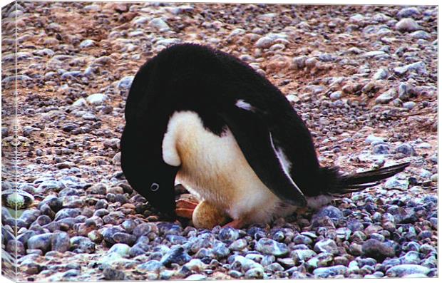 Adelie Penguin Turning Its Egg Canvas Print by Carole-Anne Fooks