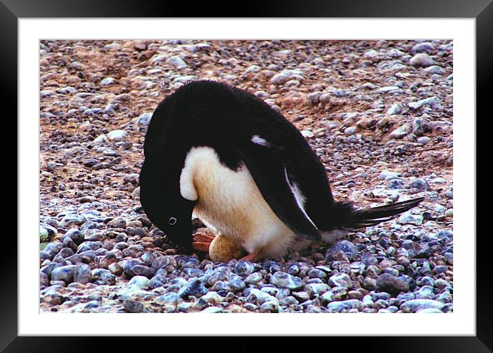 Adelie Penguin Turning Its Egg Framed Mounted Print by Carole-Anne Fooks