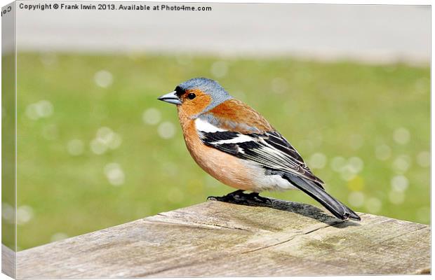 Beautiful Male Chaffinch Canvas Print by Frank Irwin