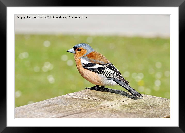 Beautiful Male Chaffinch Framed Mounted Print by Frank Irwin