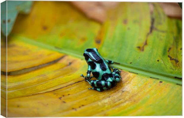 Green and Black Poison Dart Frog Canvas Print by Anne Rodkin