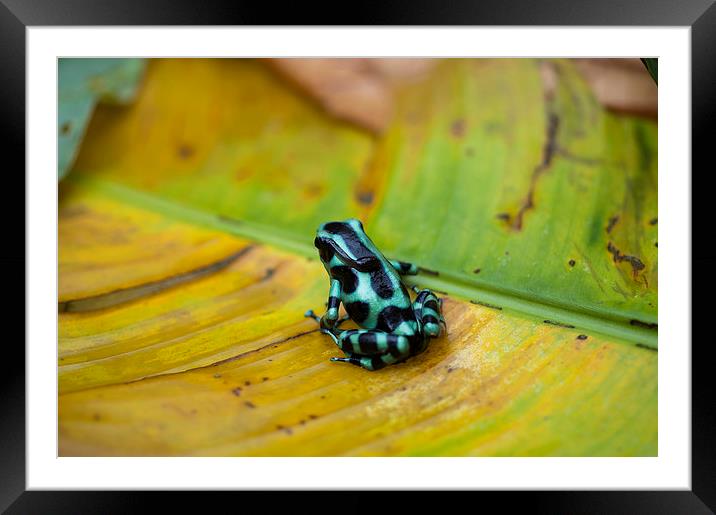 Green and Black Poison Dart Frog Framed Mounted Print by Anne Rodkin