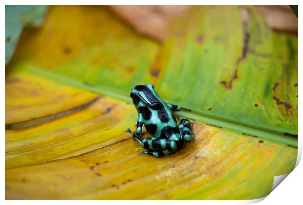 Green and Black Poison Dart Frog Print by Anne Rodkin