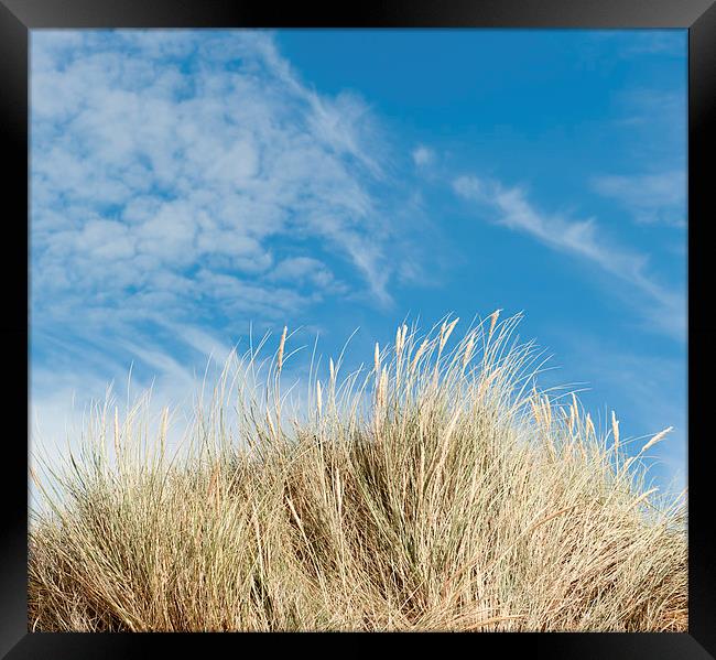 Blue Sky and Maran Grass Framed Print by Helen Northcott