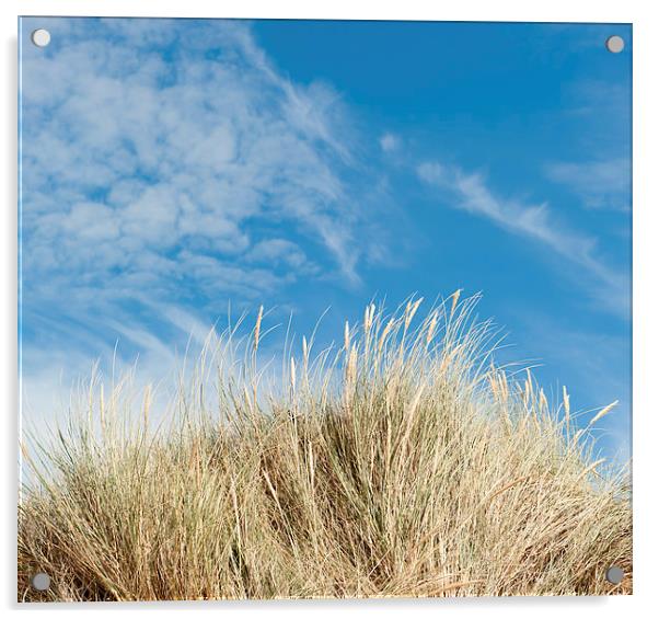 Blue Sky and Maran Grass Acrylic by Helen Northcott