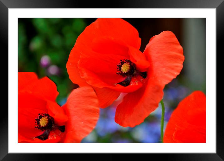 poppys Framed Mounted Print by sue davies