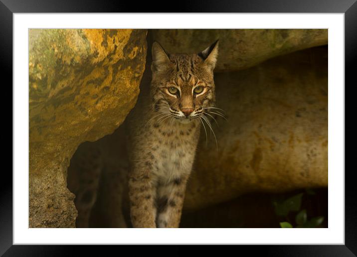 Florida Bobcat Framed Mounted Print by Anne Rodkin