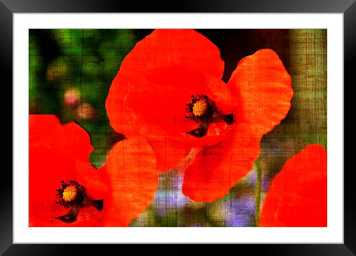 poppys Framed Mounted Print by sue davies