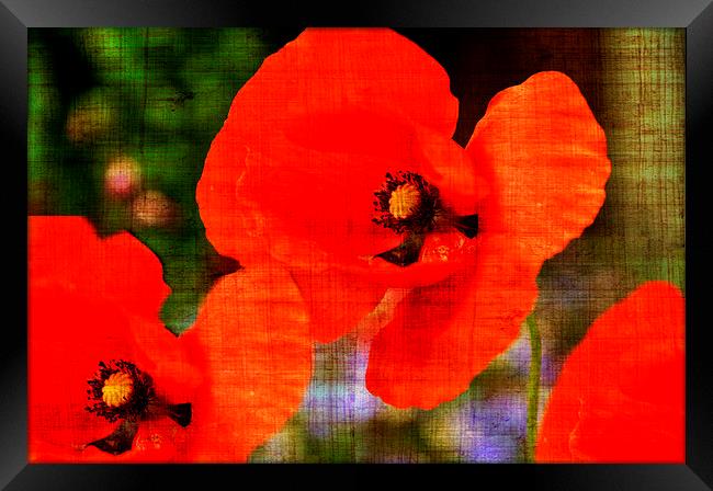 poppys Framed Print by sue davies