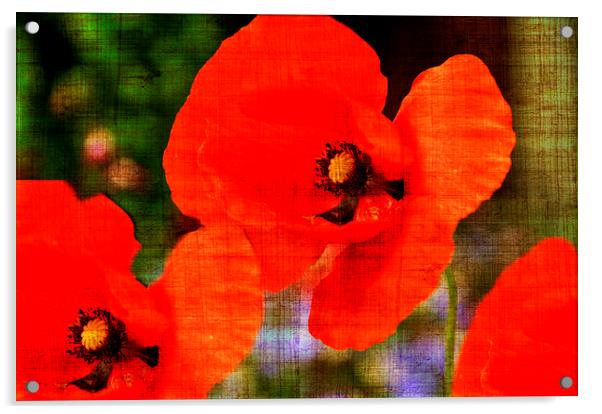 poppys Acrylic by sue davies