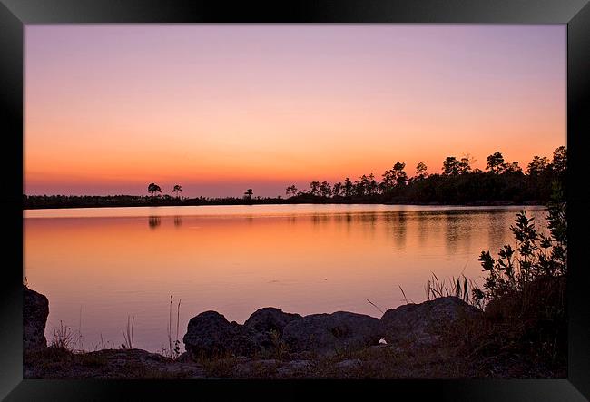 Pine Glades Lake At Sunset Framed Print by Anne Rodkin