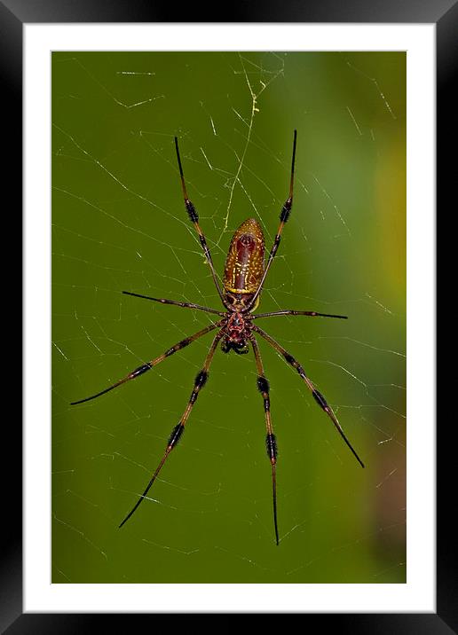 Golden Orb Spider Framed Mounted Print by Anne Rodkin