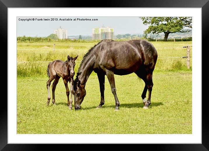 A Mare and her filly Framed Mounted Print by Frank Irwin