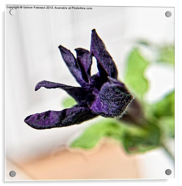 Purple Petunia Acrylic by Valerie Paterson