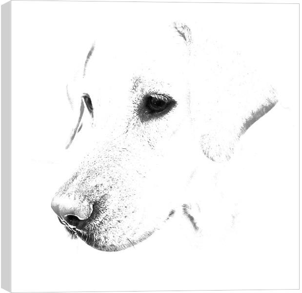 Labrador pencil sketch Canvas Print by Sue Bottomley