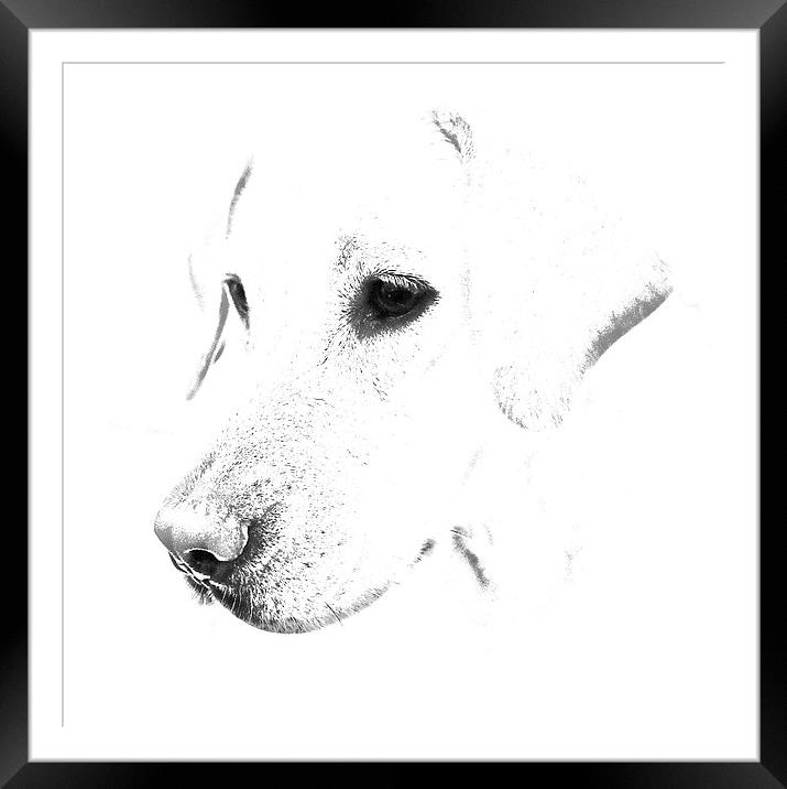 Labrador pencil sketch Framed Mounted Print by Sue Bottomley