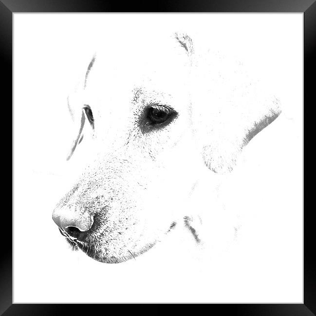 Labrador pencil sketch Framed Print by Sue Bottomley