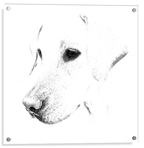 Labrador pencil sketch Acrylic by Sue Bottomley