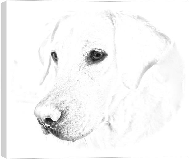 Labrador soft pencil sketch photograph Canvas Print by Sue Bottomley