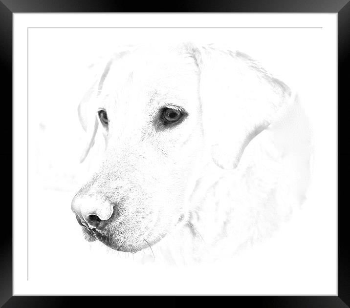 Labrador soft pencil sketch photograph Framed Mounted Print by Sue Bottomley