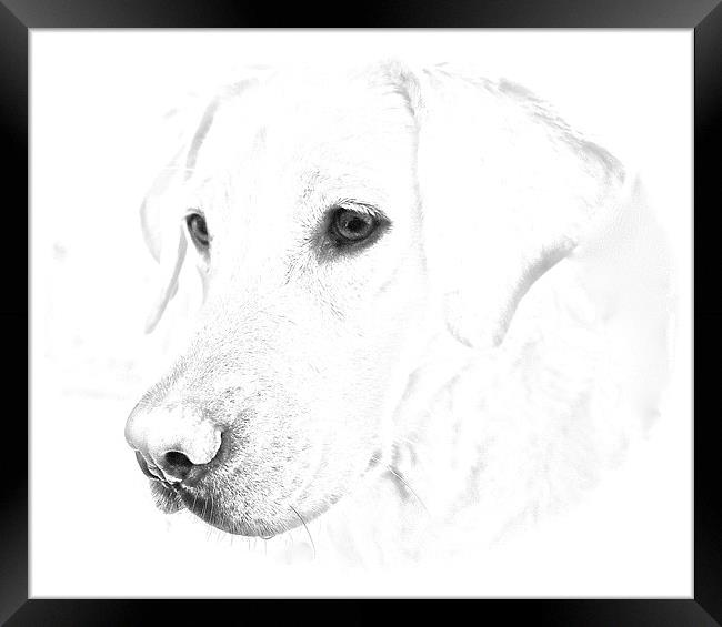 Labrador soft pencil sketch photograph Framed Print by Sue Bottomley