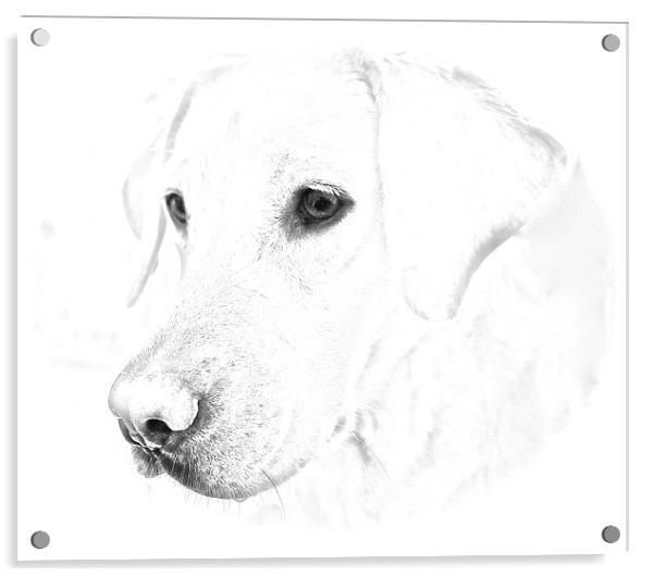 Labrador soft pencil sketch photograph Acrylic by Sue Bottomley