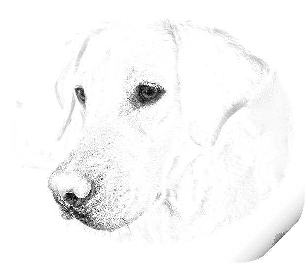 Labrador soft pencil sketch photograph Print by Sue Bottomley