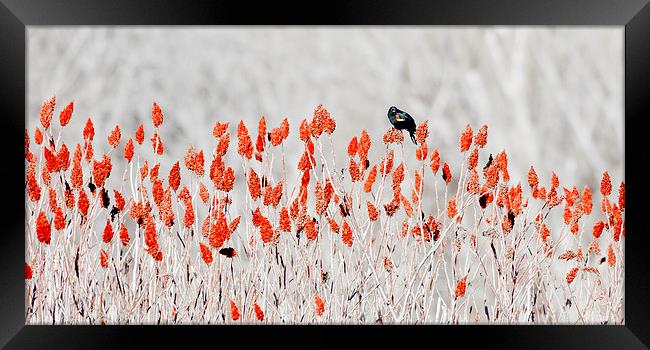 red-winged blackbird Framed Print by Steven Ralser