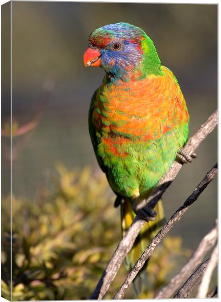 Rainbow lorikeet Canvas Print by Steven Ralser