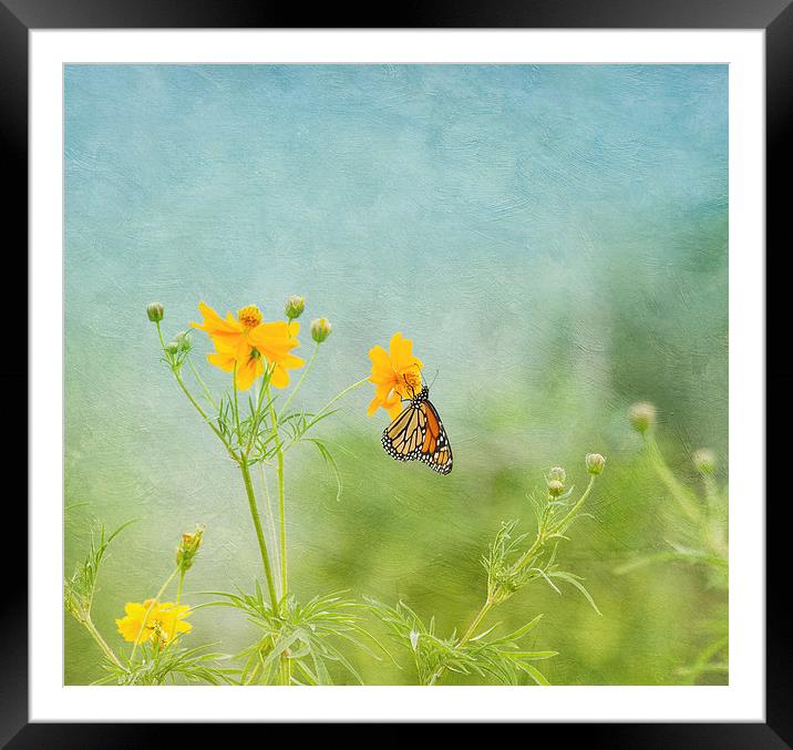 In The Garden - Monarch Butterfly Framed Mounted Print by Kim Hojnacki