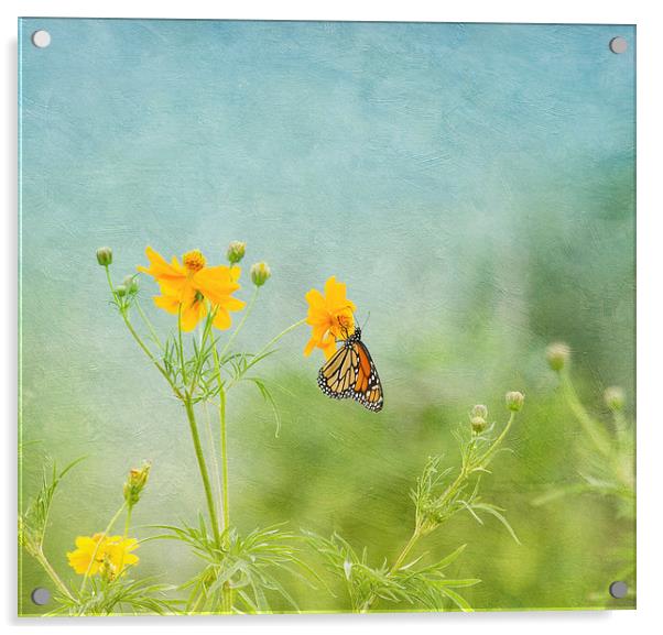 In The Garden - Monarch Butterfly Acrylic by Kim Hojnacki