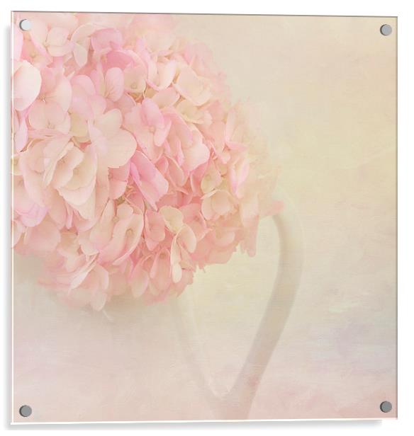 Pink Hydrangea Flowers Acrylic by Kim Hojnacki
