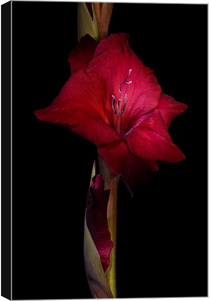 Red Gladiolus on Black 3 Canvas Print by Ann Garrett