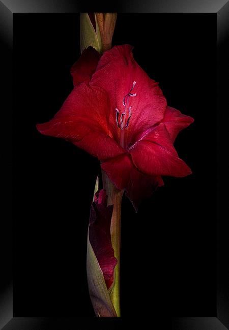 Red Gladiolus on Black 3 Framed Print by Ann Garrett