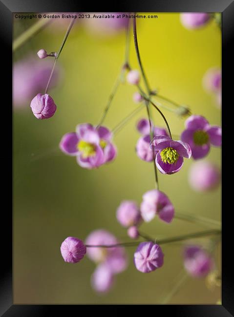 Pink micro flower Framed Print by Gordon Bishop