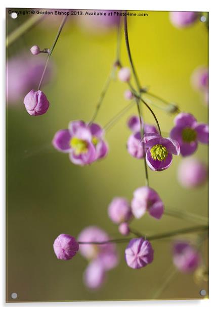 Pink micro flower Acrylic by Gordon Bishop