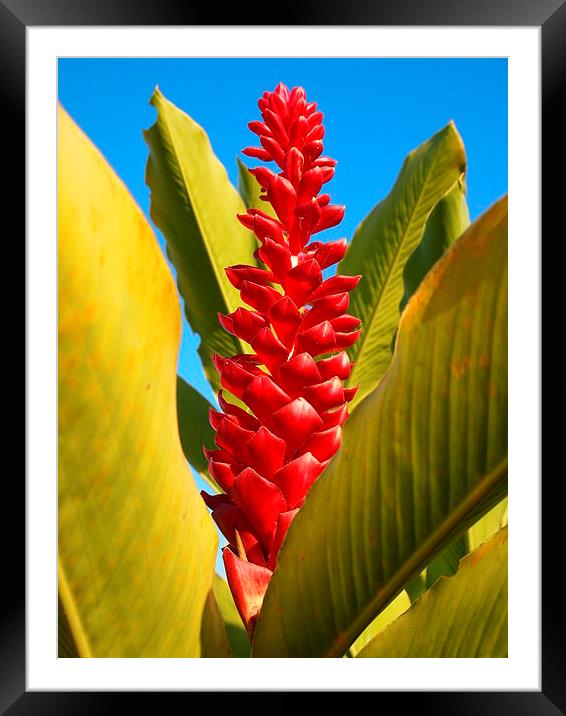 Red Ginger Lily Framed Mounted Print by John Latta