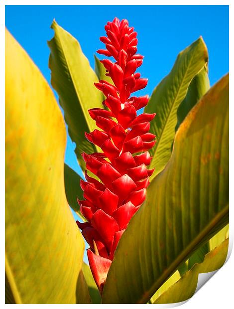 Red Ginger Lily Print by John Latta