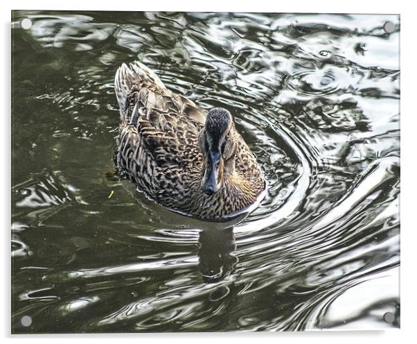 mallard Duck Acrylic by Dave Windsor