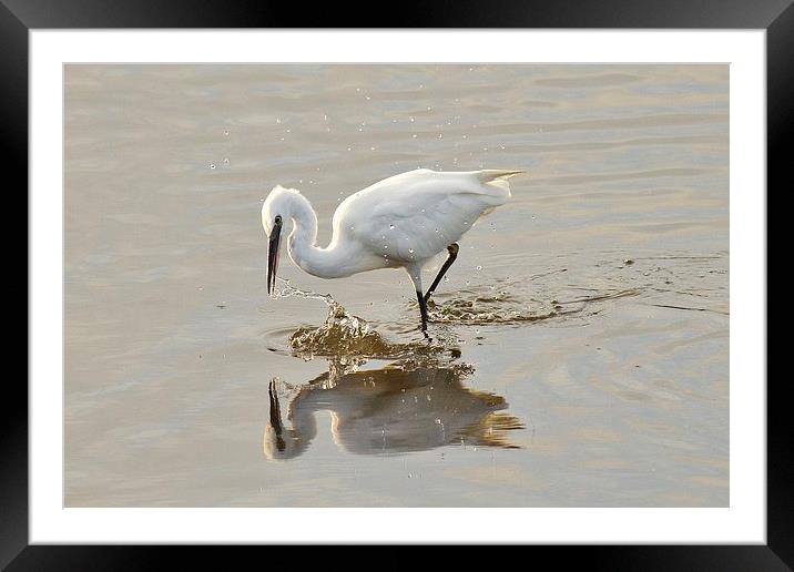 Fishing for compliments ? Framed Mounted Print by Alan Sutton