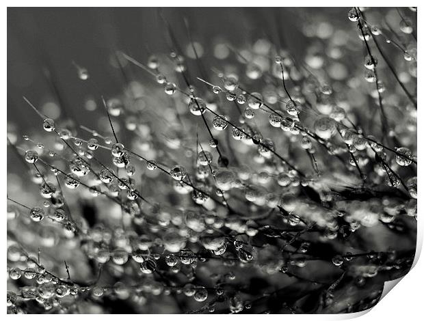 water drops Print by Jo Beerens