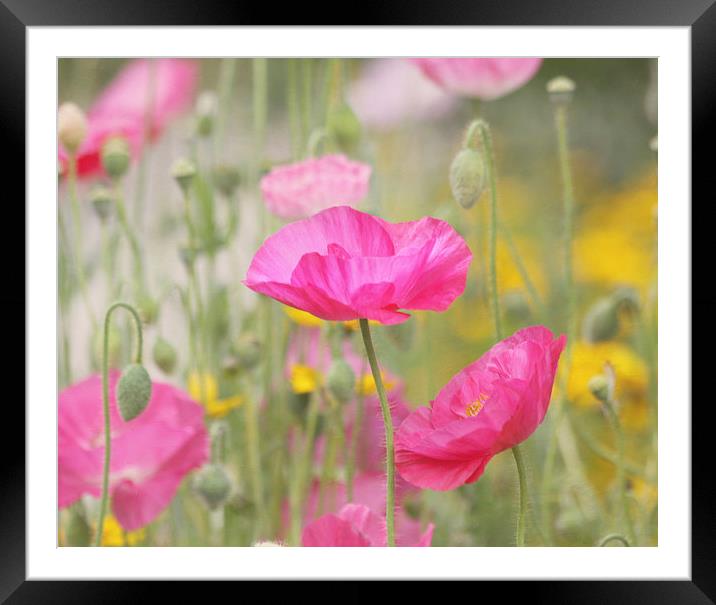 Pink Poppy Wildflowers Framed Mounted Print by Kim Hojnacki