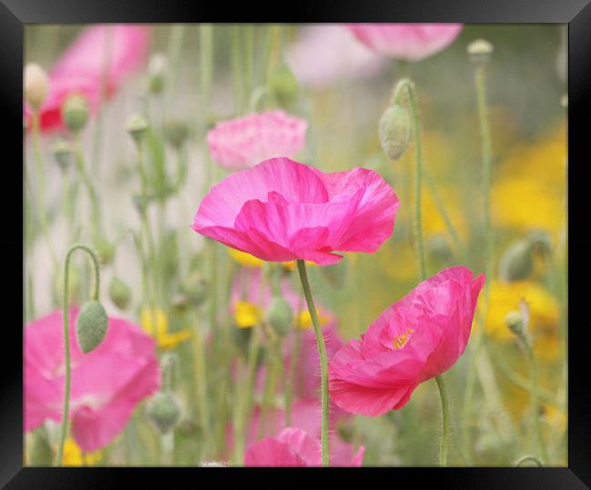 Pink Poppy Wildflowers Framed Print by Kim Hojnacki