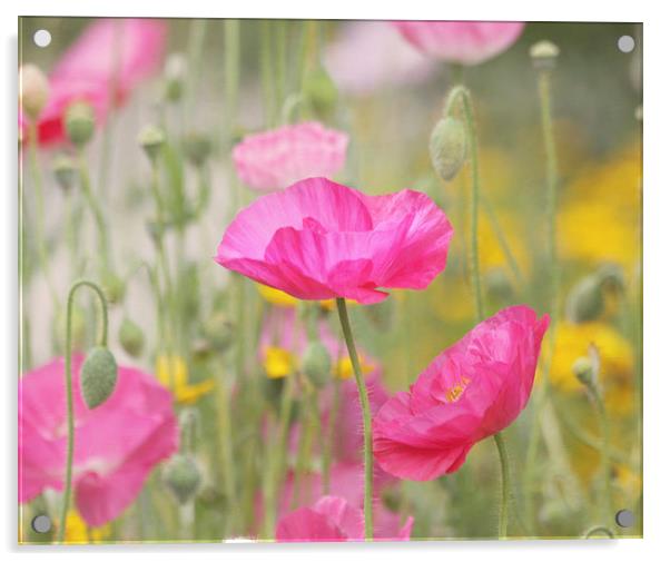Pink Poppy Wildflowers Acrylic by Kim Hojnacki