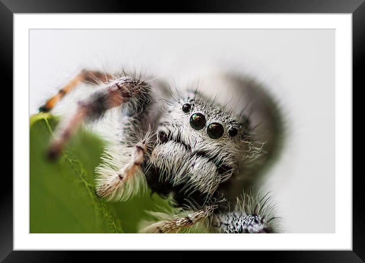 heres looking at you kid Framed Mounted Print by Craig Lapsley